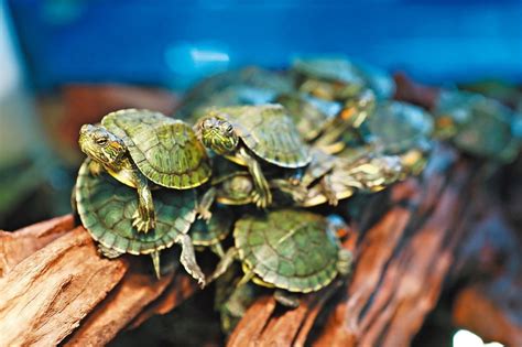 烏龜可以 只養一隻 嗎|魚中魚─靈獸烏龜的飼養方法